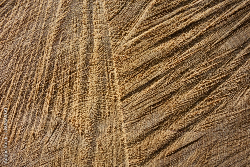 Spruce tree trunk cross cut, closeup for background Spruce tree trunk cross cut, closeup for background