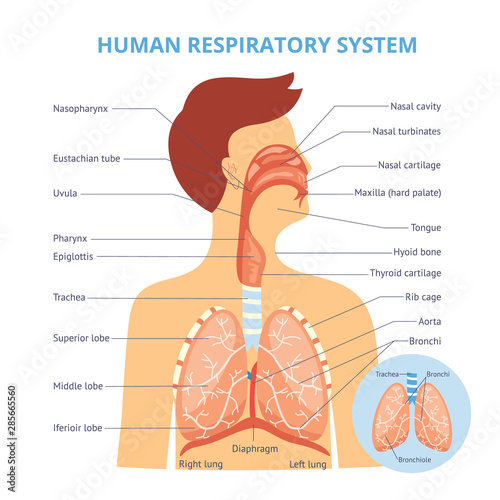 Medical infographics of the human respiratory system on the example of a man.