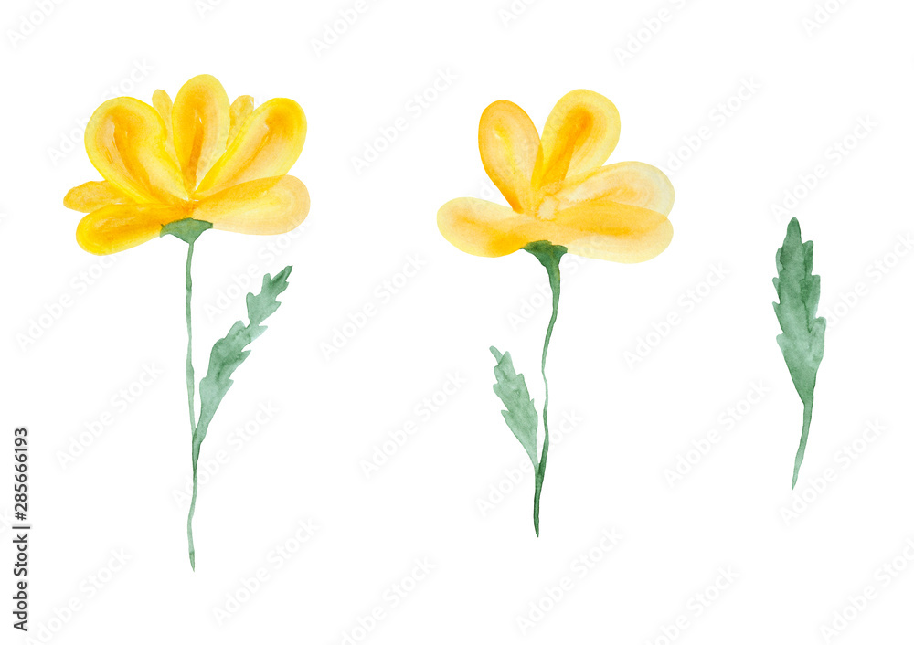 Yellow flowers watercolor painting set - hand drawn blossom isolated on white background