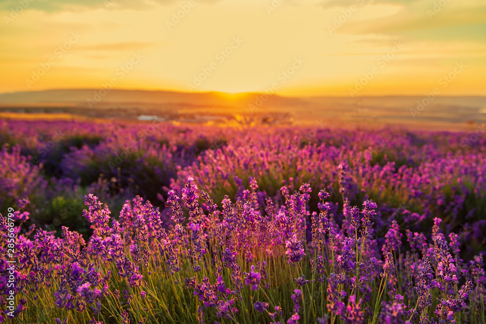 Naklejka premium Lavender field at sunset. Great summer landscape.