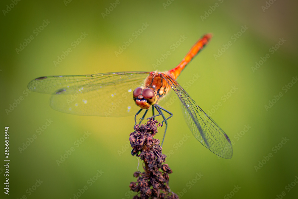 Bloodred Darter - Dragonfly - Sympetrum Sanguineum Bloodred Darter - Dragonfly - Sympetrum Sanguineum