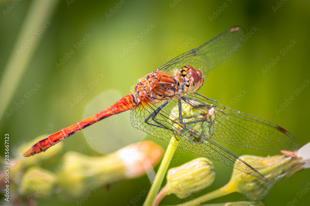 Bloodred Darter - Dragonfly - Sympetrum Sanguineum Bloodred Darter - Dragonfly - Sympetrum Sanguineum