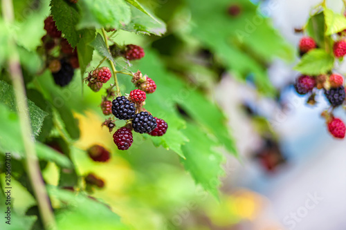 Large, ripe garden BlackBerry - ozhina photo