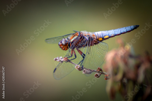 Broad-Bodied Chaser - Dragonfly - Libellula Depressa
