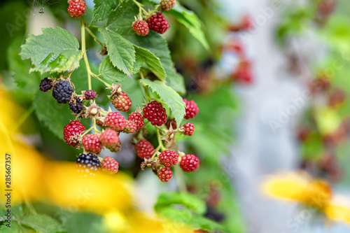 Large, ripe garden BlackBerry - ozhina