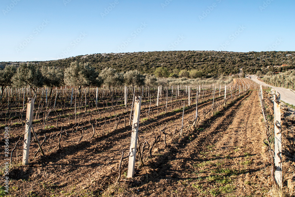 vineyard in southern france vineyard in southern france
