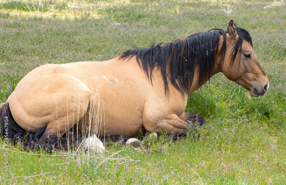 Fototapeta premium Wild Horse in Spring in the Utah desert