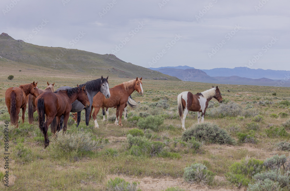 Wild Horses in Spring in the Utah desert