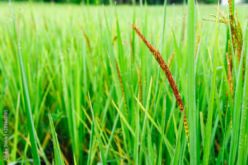 Green rice field