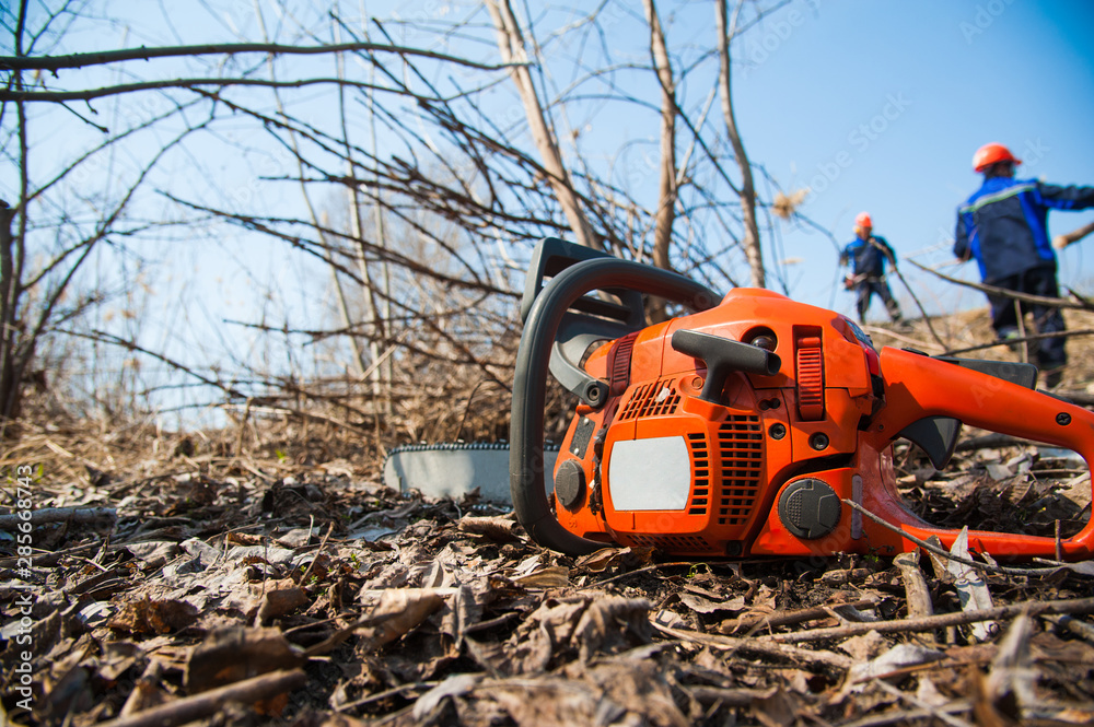 Fototapeta premium Tree felling with a large chainsaw