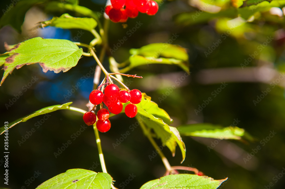 Obraz premium Red viburnum berry on the branch
