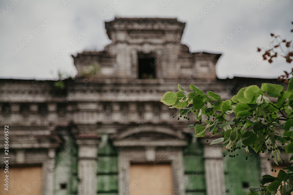 Tree branch with green leaves on background of abandoned building