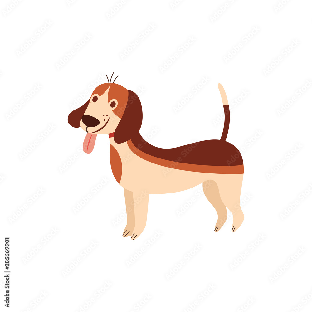 Funny beagle dog with tongue sticking out cartoon flat vector illustration isolated. Funny beagle dog with tongue sticking out cartoon flat vector illustration isolated.