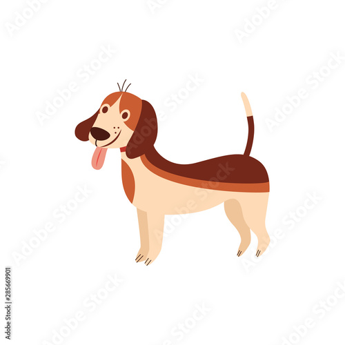 Funny beagle dog with tongue sticking out cartoon flat vector illustration isolated.