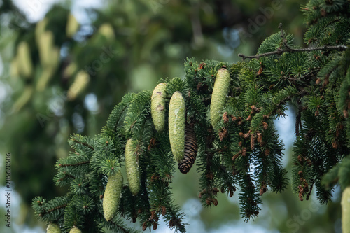 Spruce Cones in Summer