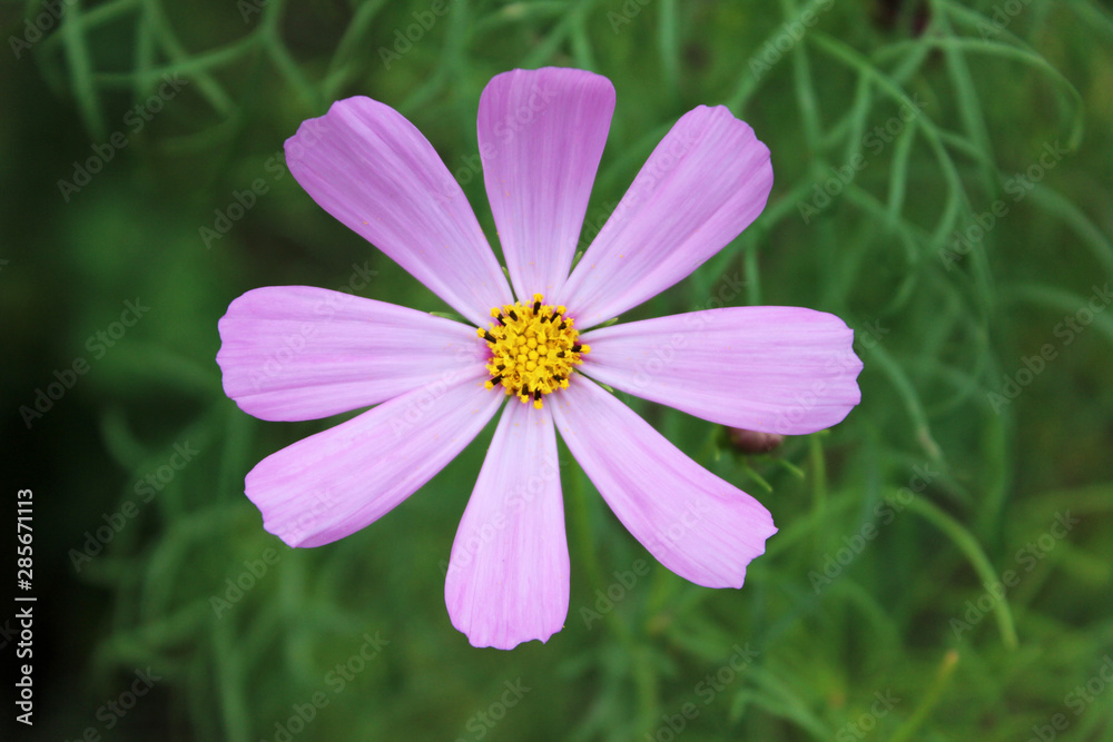 pale pink cosmos flower in the garden