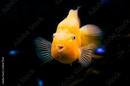 Aquarium Fish Yellow Parrot Cichlid