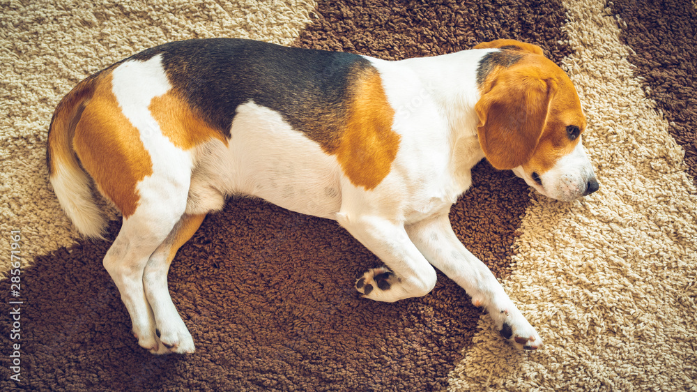 Dog beagle breed sleeps on carpet, view from above