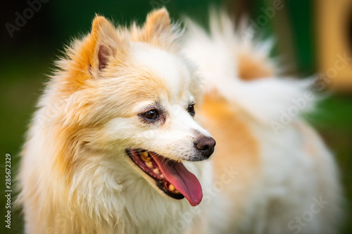 Pomeranian dog with tongue out closeup portrait. © Przemyslaw Iciak