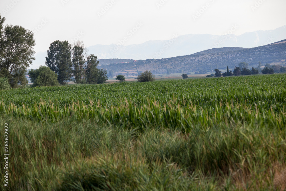 Fototapeta premium cornfield
