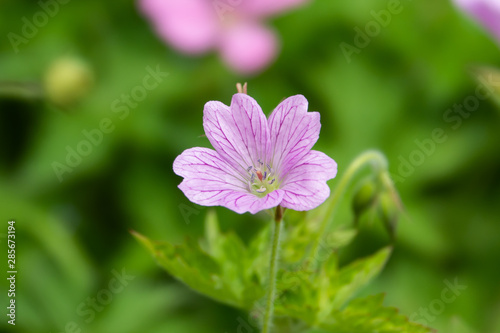 Pink Geranium Flowers in Bloom in Springtime