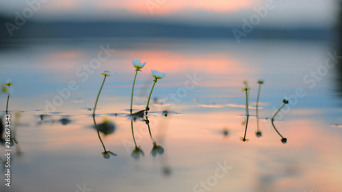 At sunset  aquatic plants on the water surface