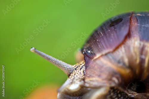 snail on a green leaf