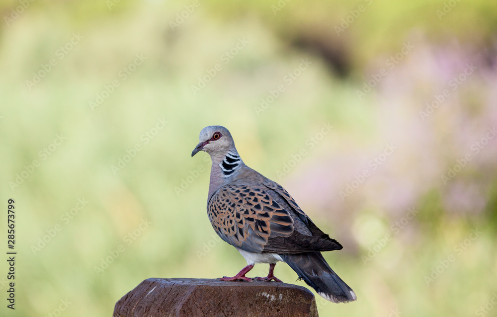 a wild pigeon a wild pigeon