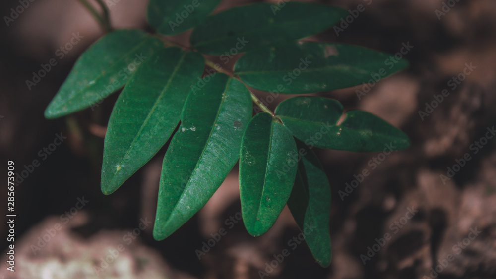 Tropical plant Tropical plant