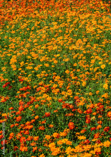 Flower field in Mekong Delta, Vietnam © Phuong
