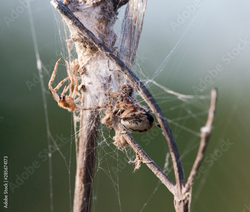 spider on a web