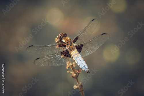 Broad-Bodied Chaser - Dragonfly - Libellula Depressa © Jan