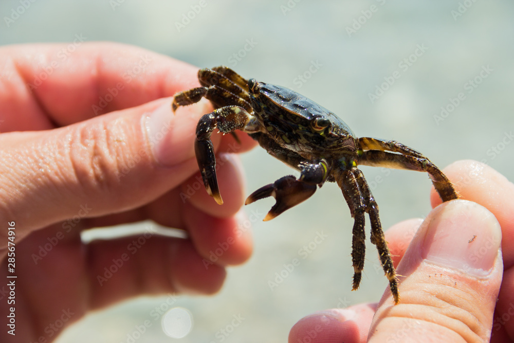 small sea crab with eggs in hands, selective focus