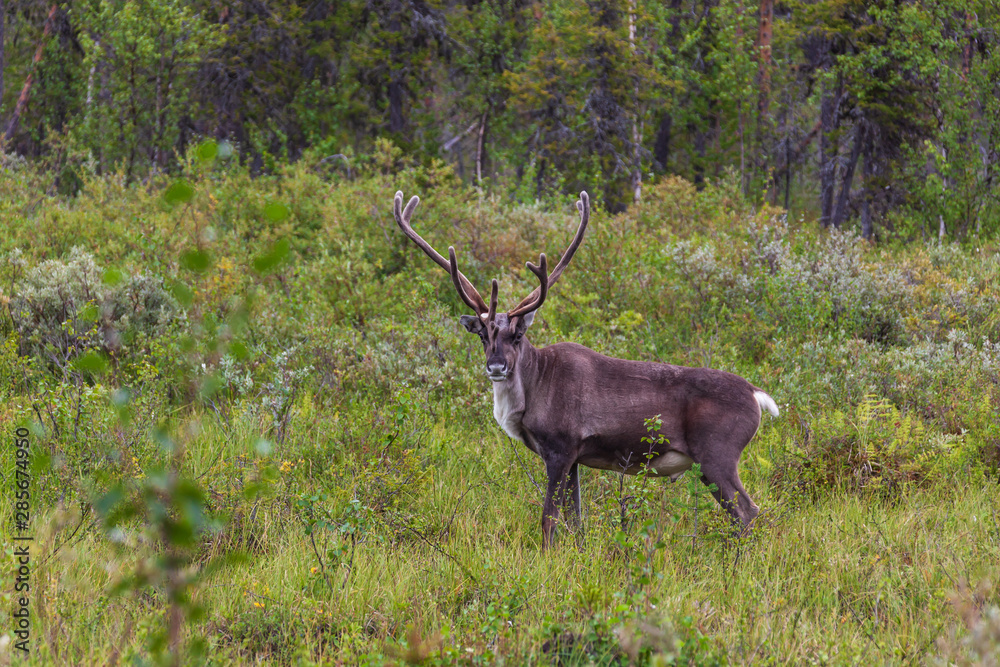 Reindeer close-up in the forest near Jokkmokk in Northern Swedish Reindeer close-up in the forest near Jokkmokk in Northern Swedish