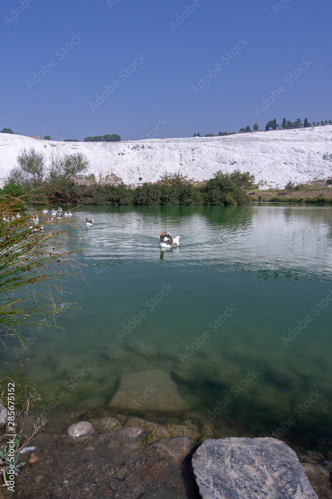 Geese swimming on lake in Pamukkale town of Denizli in Turkey. Ornithology, nobody.