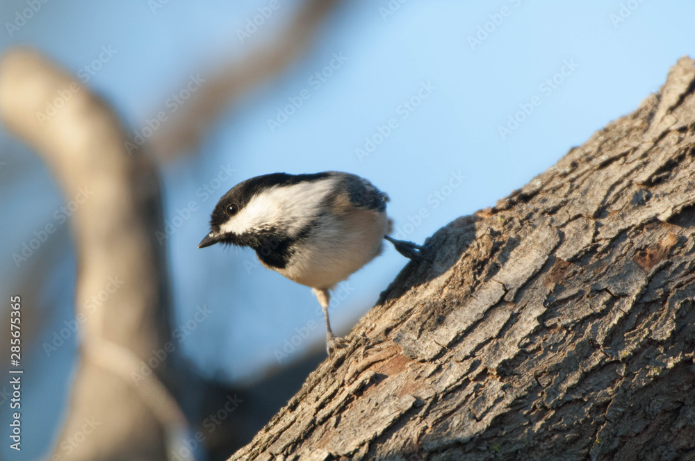Naklejka premium Black capped Chickadee (Poecile atricapillus) perches on a tree branch