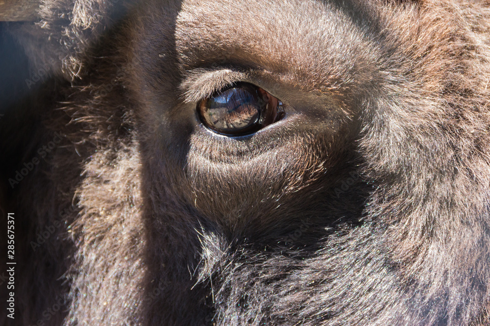 bison, the last representative of a wild bull living in a zoo, eye close-up bison, the last representative of a wild bull living in a zoo, eye close-up
