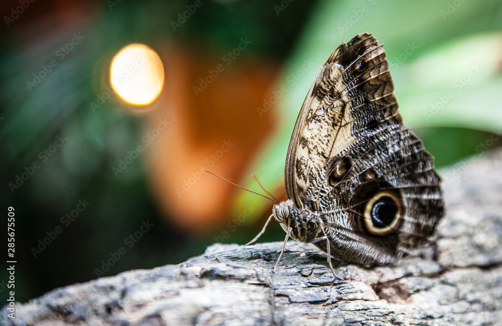 Beautiful butterfly on a tree
