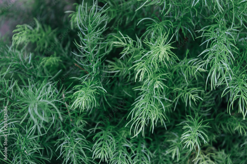 Creative layout made of green leaves. Flat lay. Nature background Creative layout made of green leaves. Flat lay. Nature background