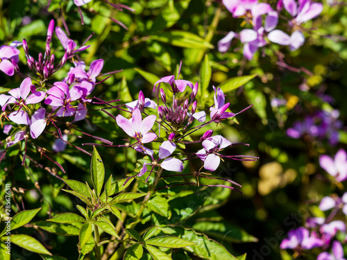 Wallpaper Mural Fleurs en épis sur tige de cléome épineux (Cleome spinosa) Torontodigital.ca