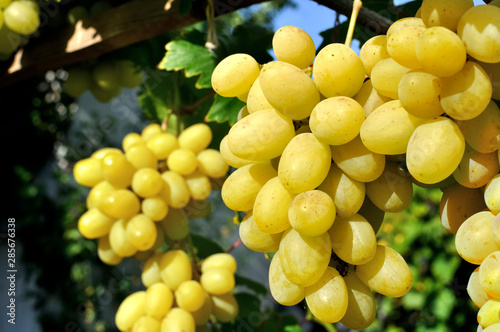 close-up of ripe bunch of grapes in sunny day