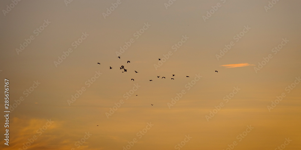 Birds flying while sunset and twilight