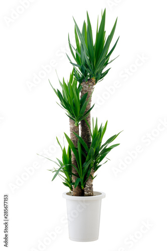 houseplant yucca isolated on white background