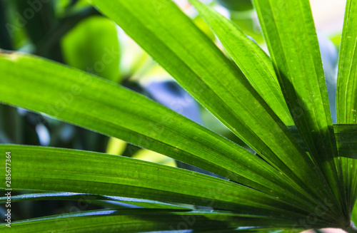 Tropical green leaves background. Summer concept.