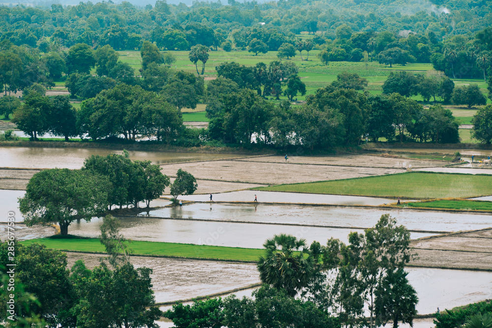 Rice field at the flood season