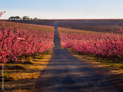 Camino con arboles frutales en flor, melocotoneros rosas, en Aitona , Lerida, Spain  photo