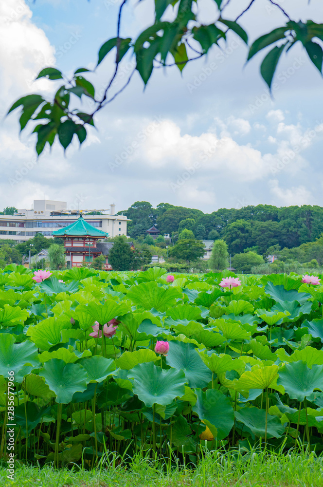 蓮の花、東京上野公園、不忍池