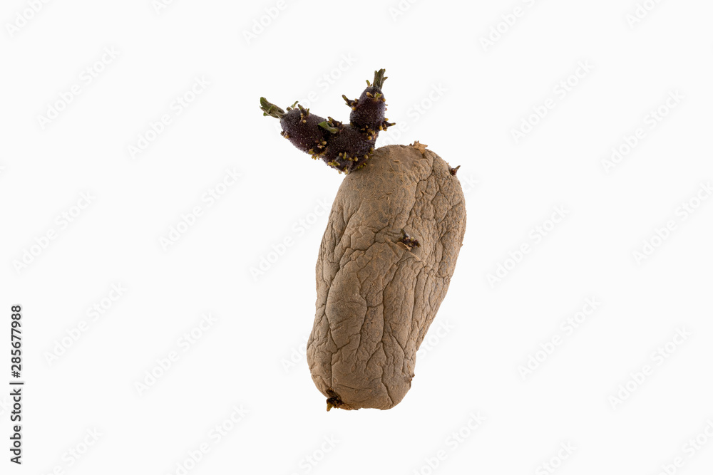 Fototapeta premium Naturally sprouted seed potato on white background