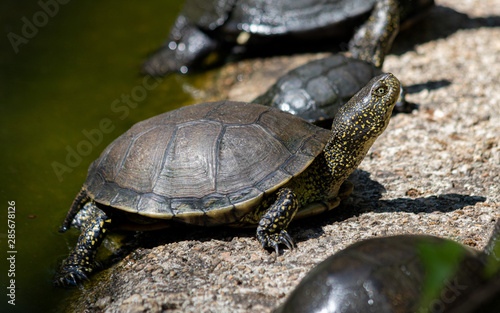 Tortue, cistude europe