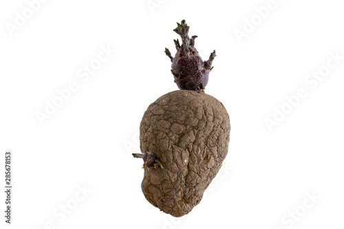 Naturally sprouted seed potato on white background